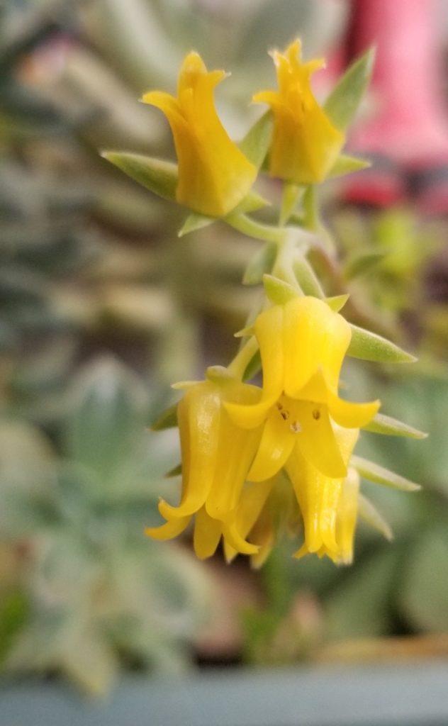 Yellow succulents blooms