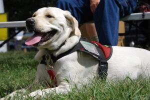 A service dog resting during the festival.